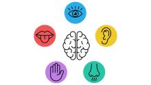 illustration of a brain with symbols for the five senses
